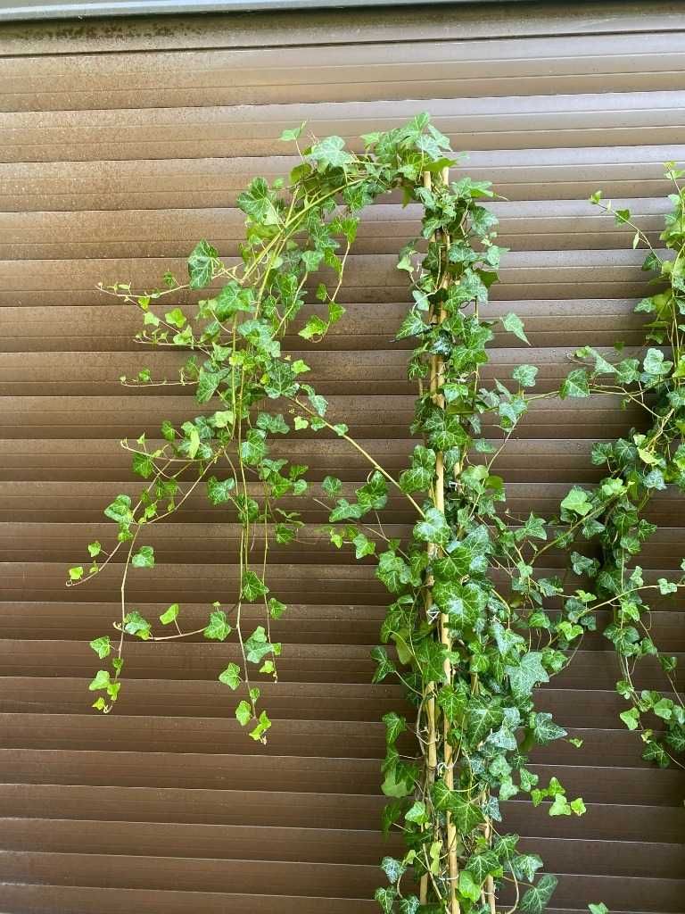 Bluszcz hedera helix 250-300 cm w dużych donicach kępa