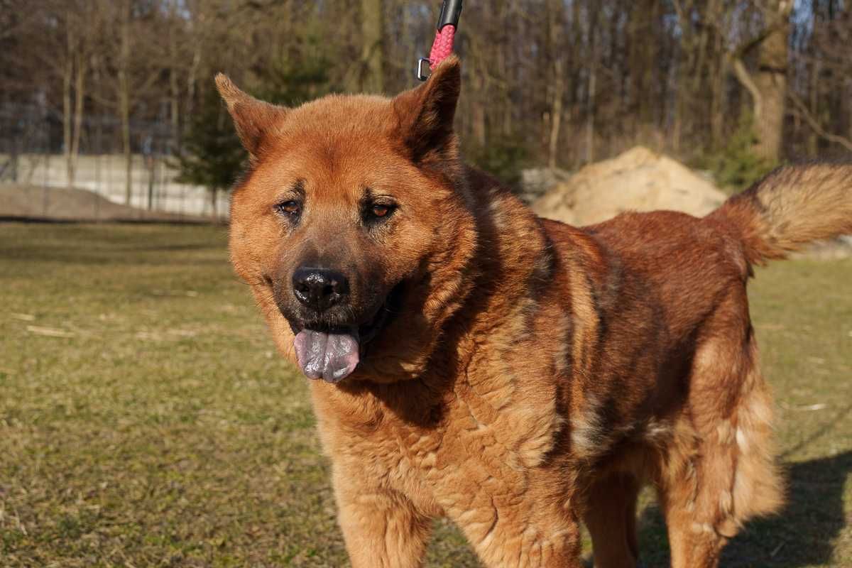 Chow chow mix Czaki szuka domu schronisko Zgierz -aktualne