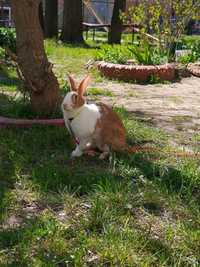 Кролик Банни 2года