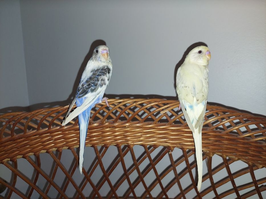 Periquitos domesticados