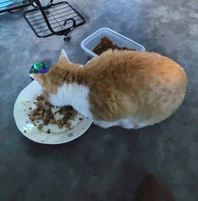 Rubin,cudny miziasty kotek do adopcji