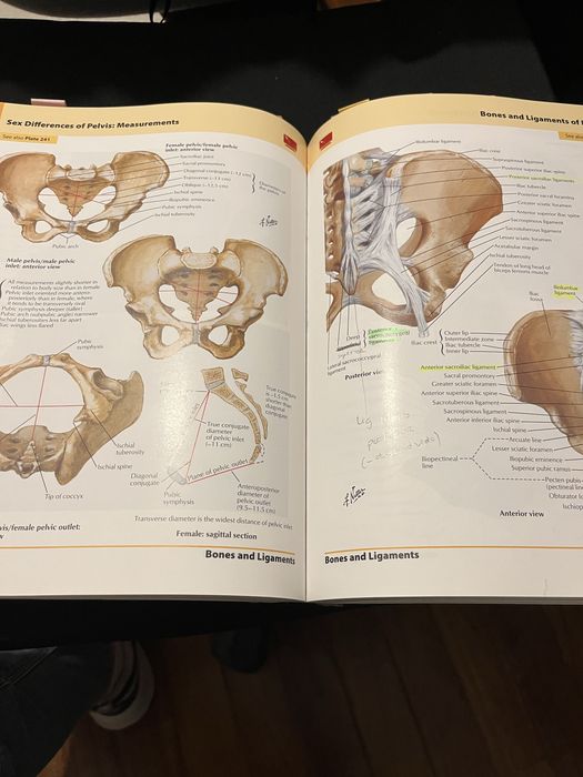 Netter atlas de anatomia /anatomy