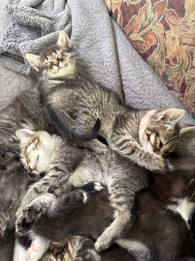 Кошенята шукають любячий дім