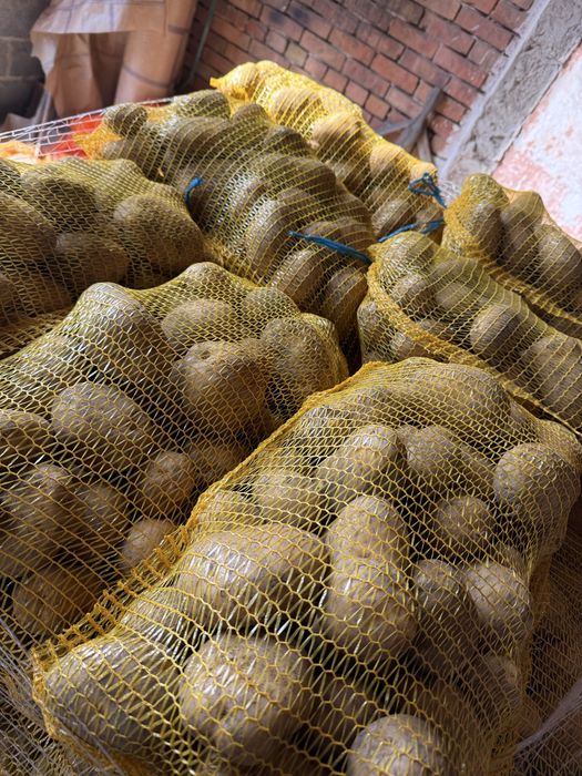 Sprzedam Ziemniaki ignacy