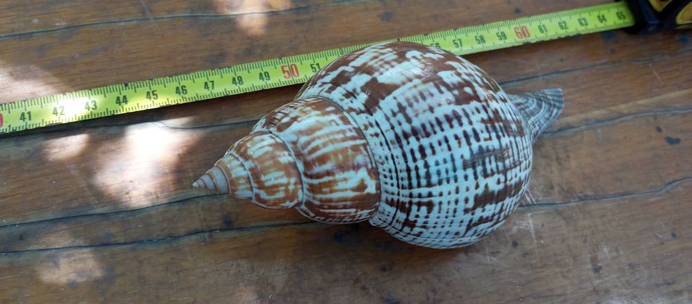 Ракушки черепашки морские Торг