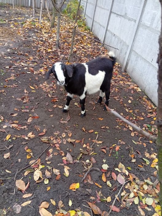 Продам все что на фото подробности по телефону.