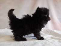 Gatinho persa brincalhão