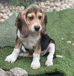 Bigielka (beagle)dziewczynka z sercem na łapie. Gotowa do odbioru