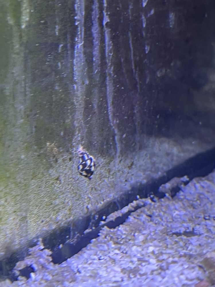 Ślimaki morskie columbella akwarium morskie