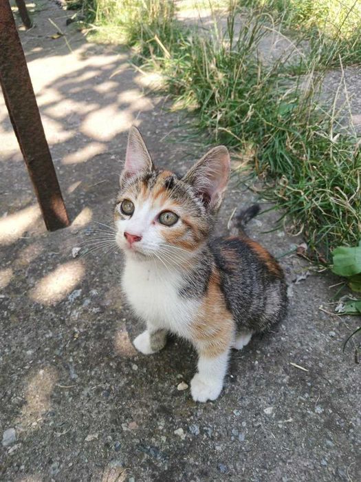 продам Котят не дорого