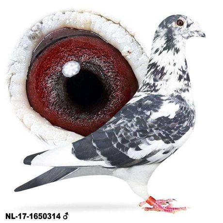 Gołąb gołębie pocztowe - H.Beverdam