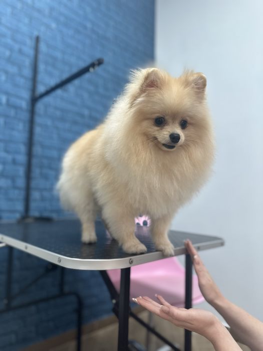 Груминг,грумінг,грумер,стрижка собак и кошек