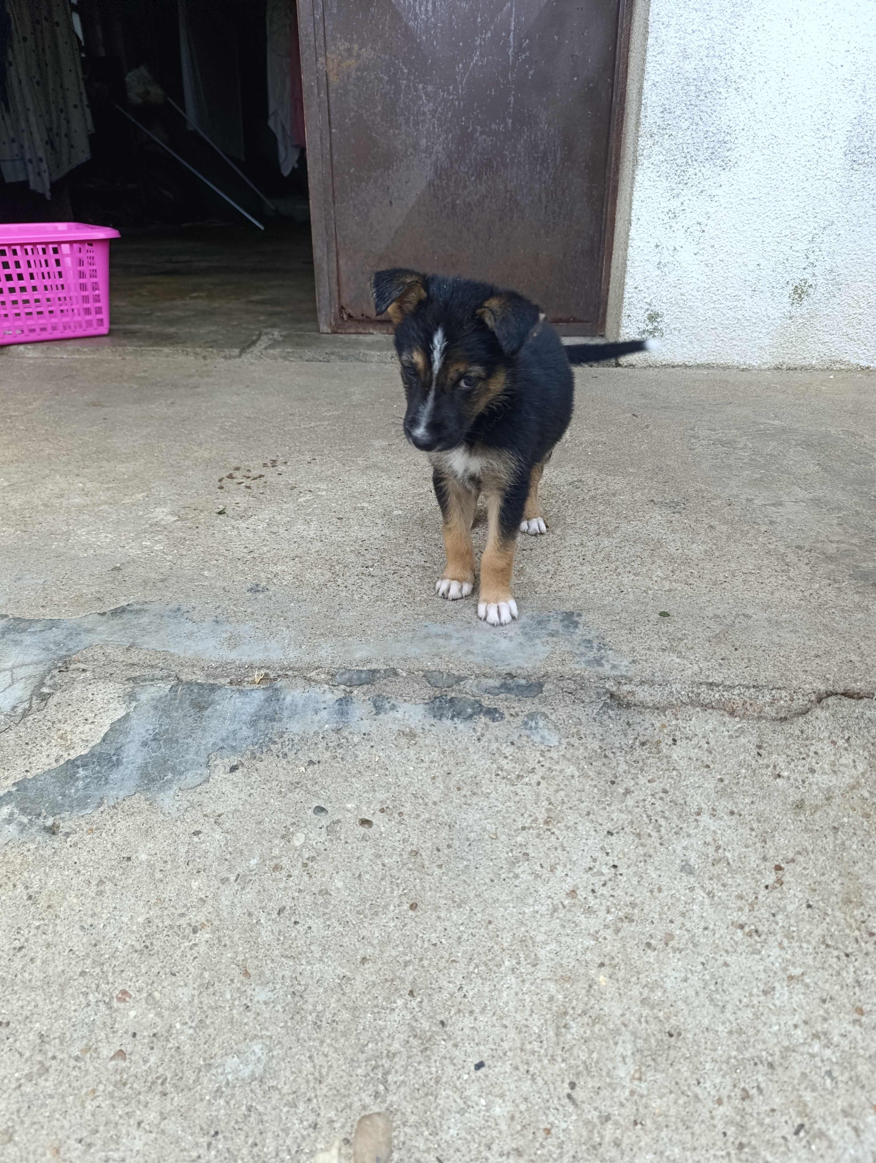 Cães para adopção.