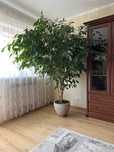 Figowiec Benjamina / Ficus Benjamina 2,2 m
