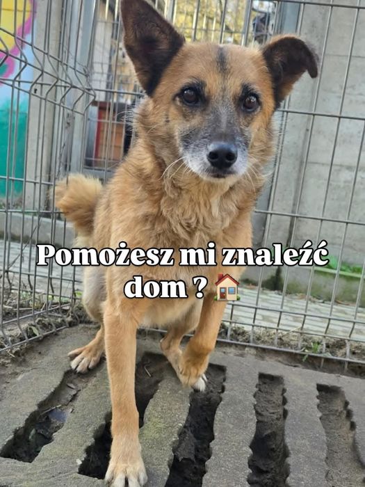 Dinus czeka na domek w schronisku i