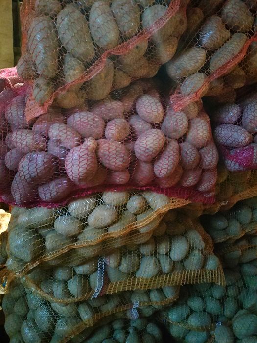 Kartofle, ziemniaki Queen Anne, Soraya po 1,60 zł za 1 kg