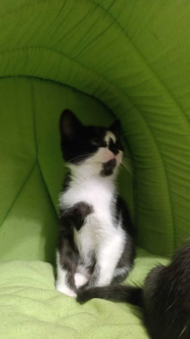 Котенятка в добрі руки безкоштовно