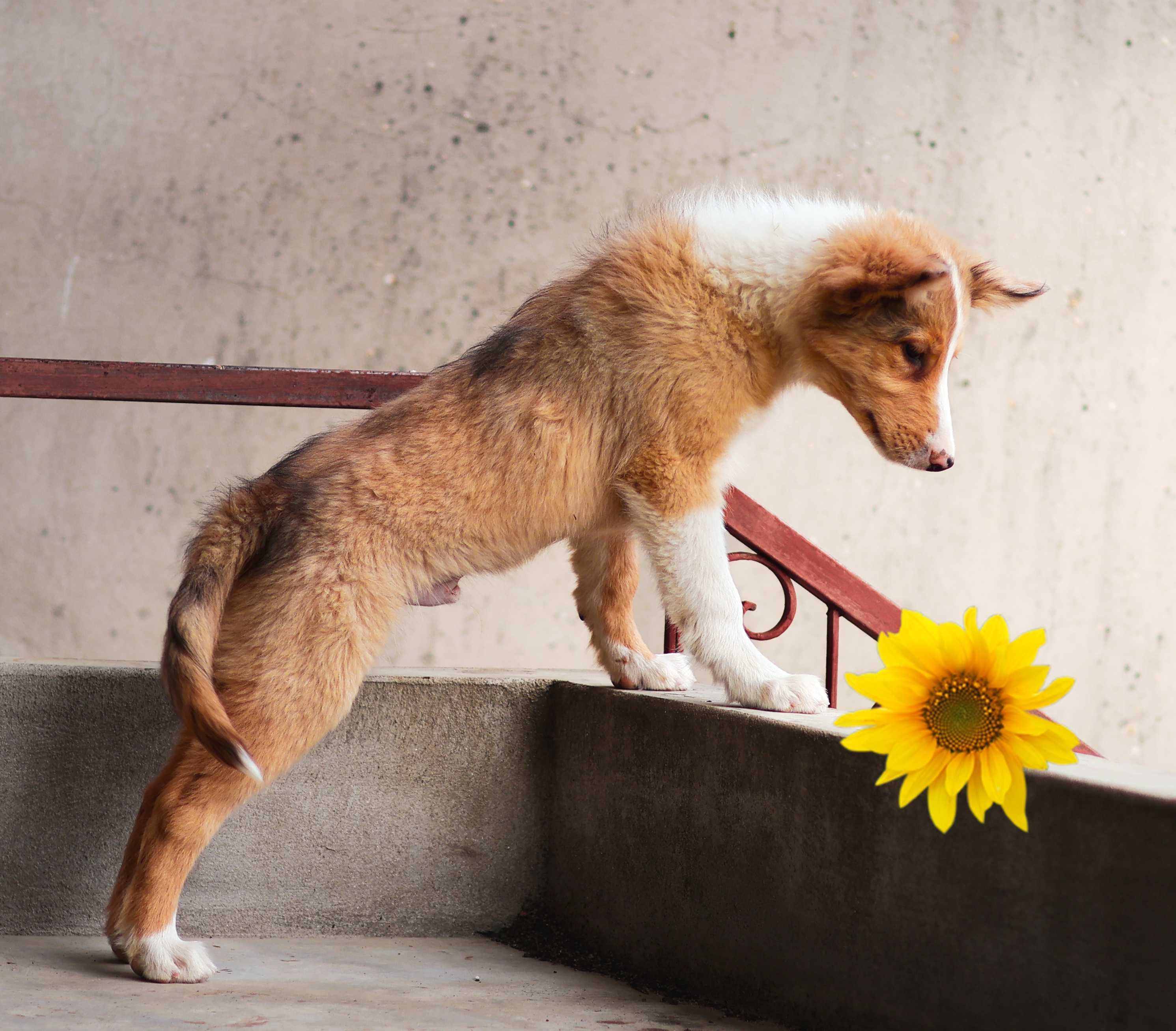 Border Collie Red Merle Vermelho Australiano Sable Blue