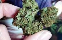 1g Godfather OG Susz Roślinny cbt cbl cbc Legalne ! Działa !
