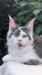 Piękny masywny kocur Maine Coon. Opcja hodowlana. Zapraszamy