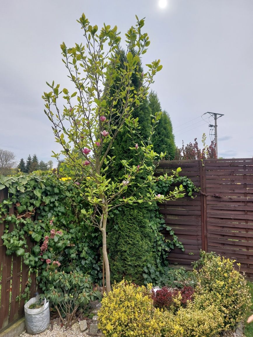 Magnolia drzewo 9 letnie