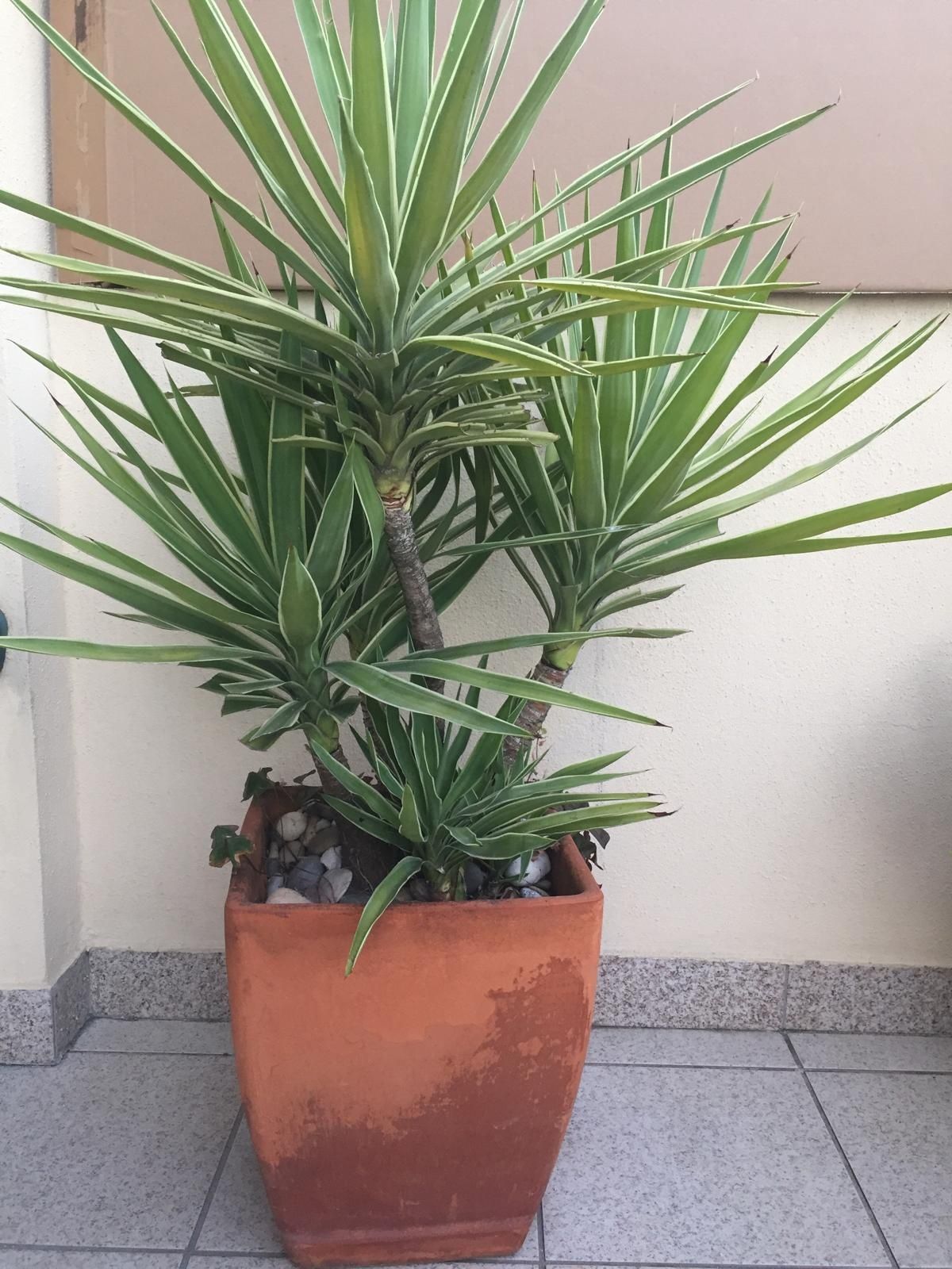 Planta em vaso de barro