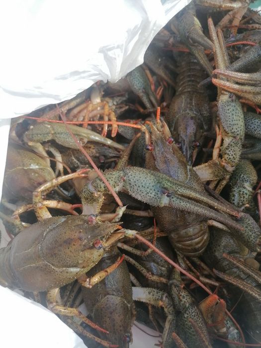 Ищем живые раки в любом количестве