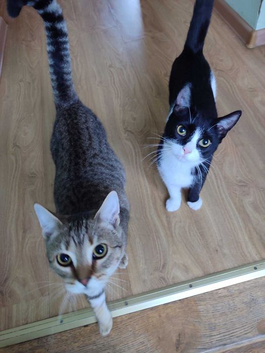 Кішки в добрі руки безкоштовно