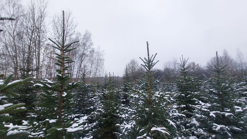 Choinki świerki zielone i srebrzyste