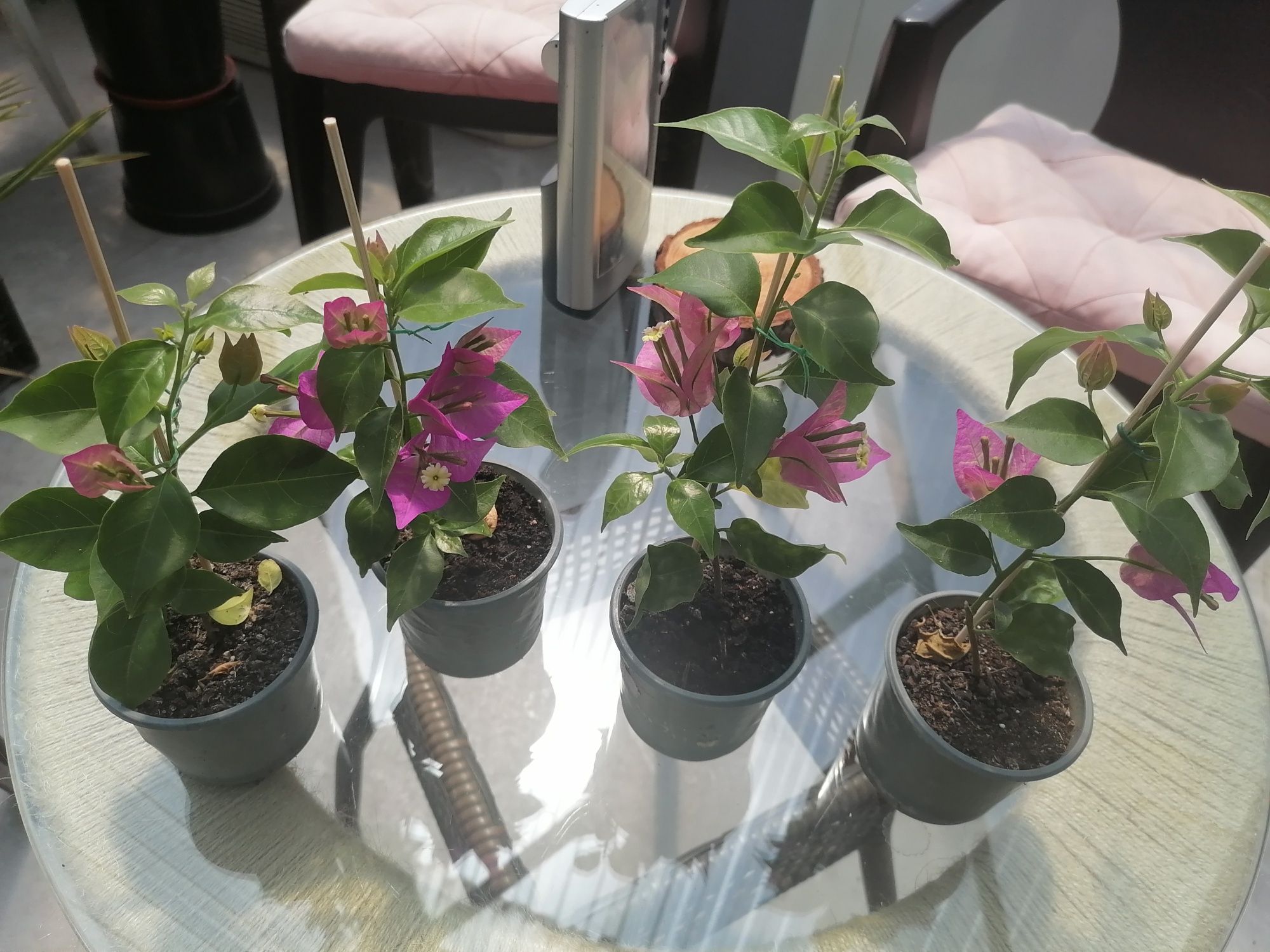 Продам саджанці бугенвілії