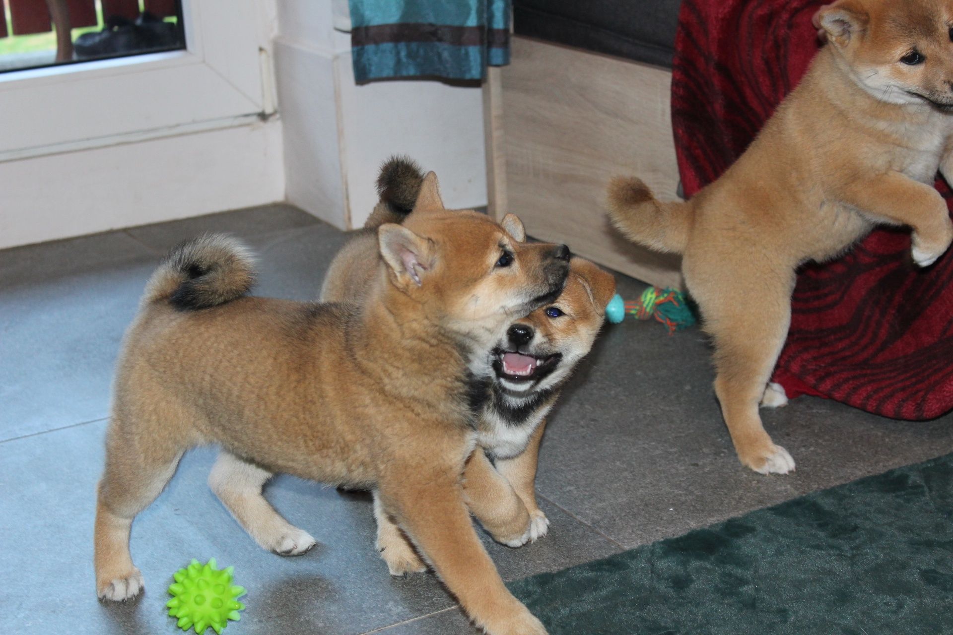 Suczka * HOSHI *  * SHIBA Inu *   Do ODBIORU