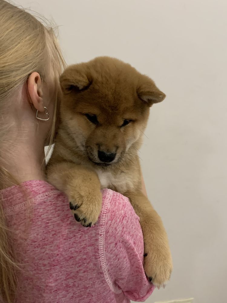 Маленький красень шиба іну, shiba, сіба