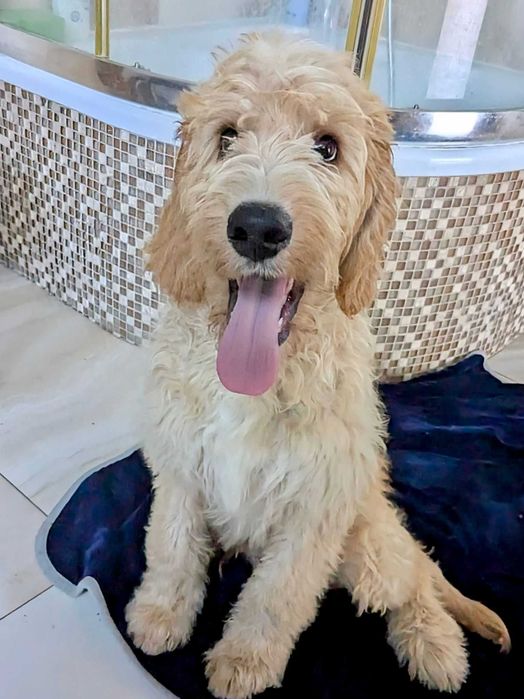 Irishdoodle- Badania genetyczne