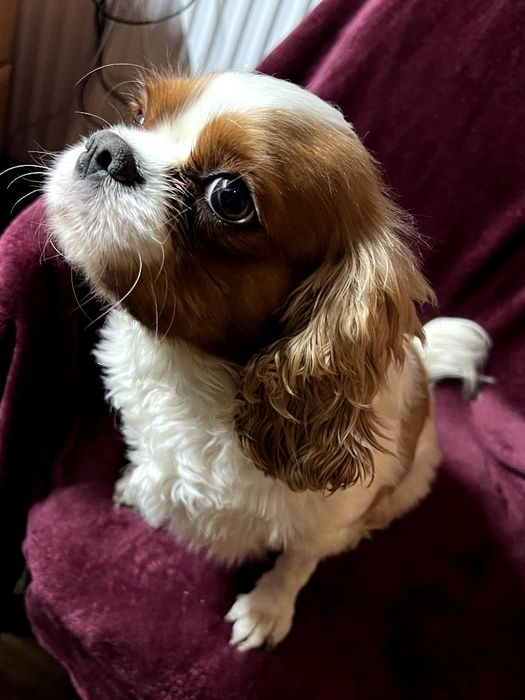 Кавалер Кінг Чарльз Спанієль - дівчинка