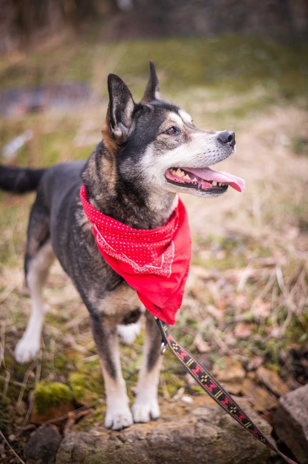 Piękna HELA w typie husky czeka na wymarzony dom!