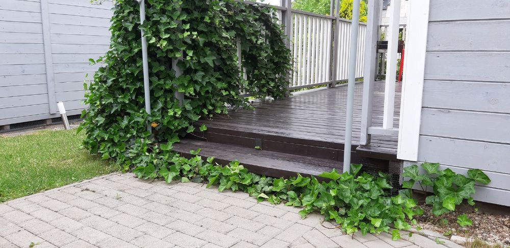 Bluszcz pospolity hedera helix na mur siatkę skarpę