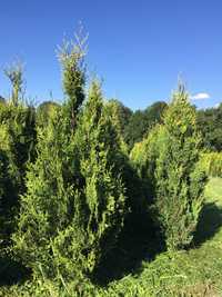 Tuja thuja złotokończasta aureospicata 150- 170cm MEGAOKAZJA!!