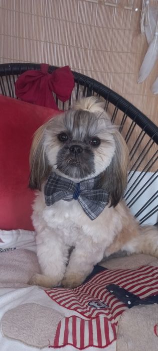 Shih-Tzu od zootechnika  i behawiorysty DNA