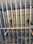 Diamantes gould 2025 , Diamantes Papagaio de fim 2024,