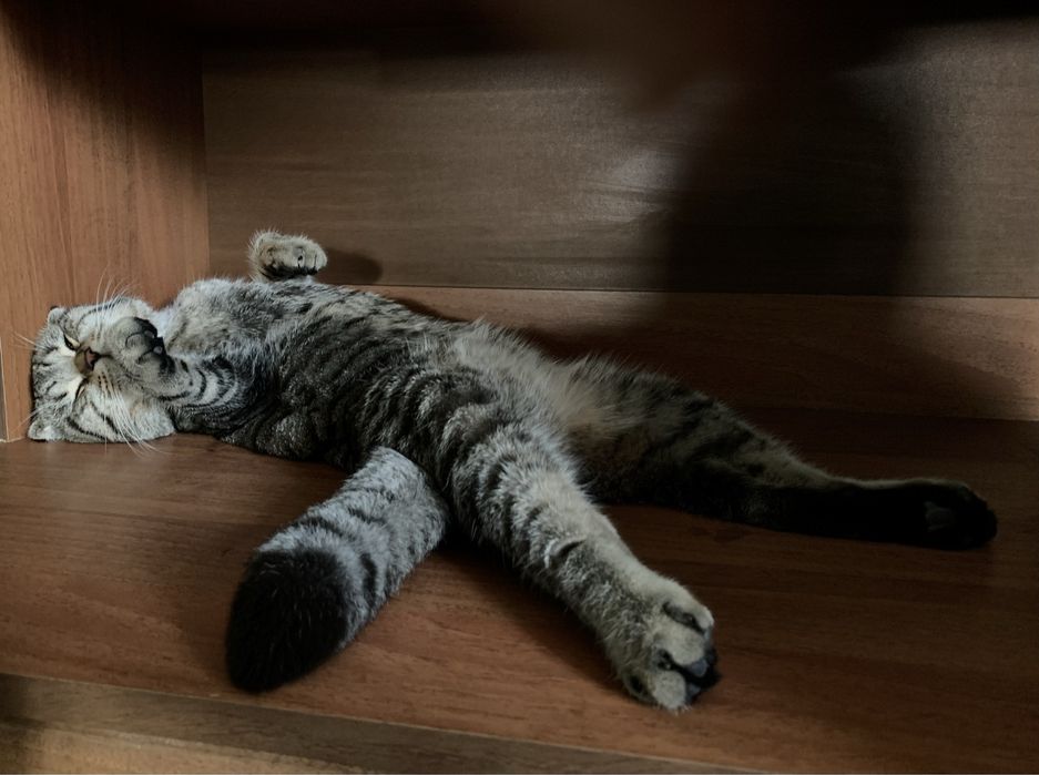 Котик для вʼязки ,Скоттіш-Фолд вислоухий,привитий.Ціна договірна .