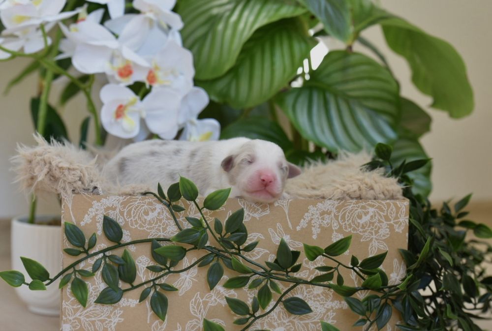 Border collie lilac merle