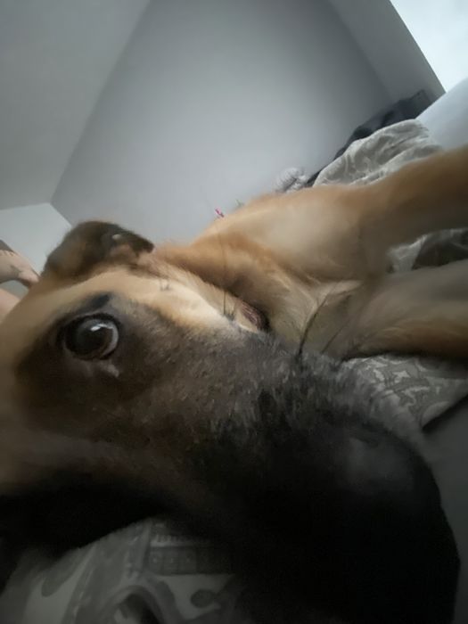 Masza czeka na swój dom