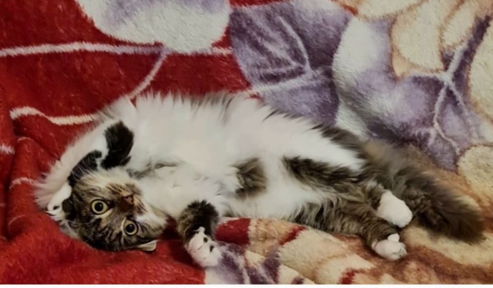 Molly - kotka syberyjska szuka domu, w którym jest już kot...