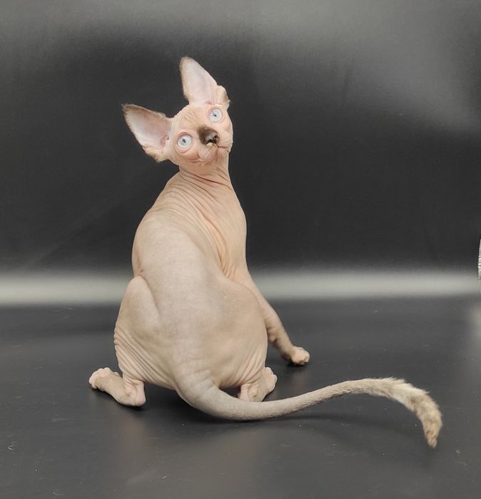 Голубоока чорний біколор дівчинка