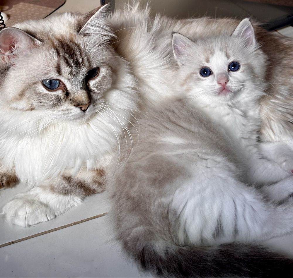 Kotka  Ragdoll - puchata lalka.