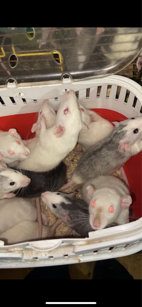 Крысы от 3 до 10 месяцев