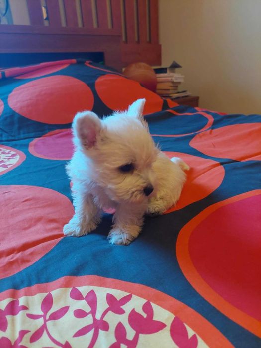 West highland white terrier piesek