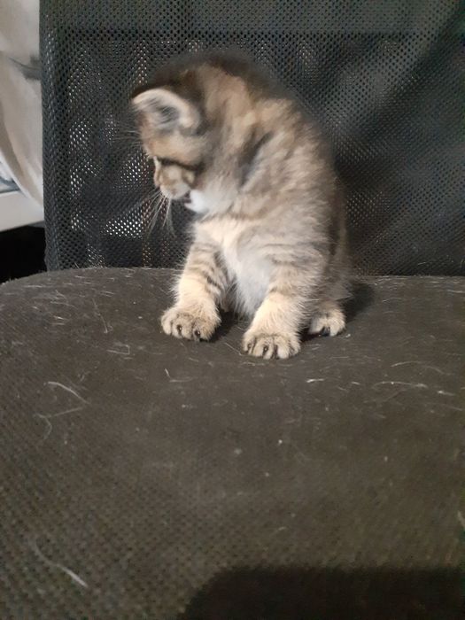 Продам котёнка шалунишку