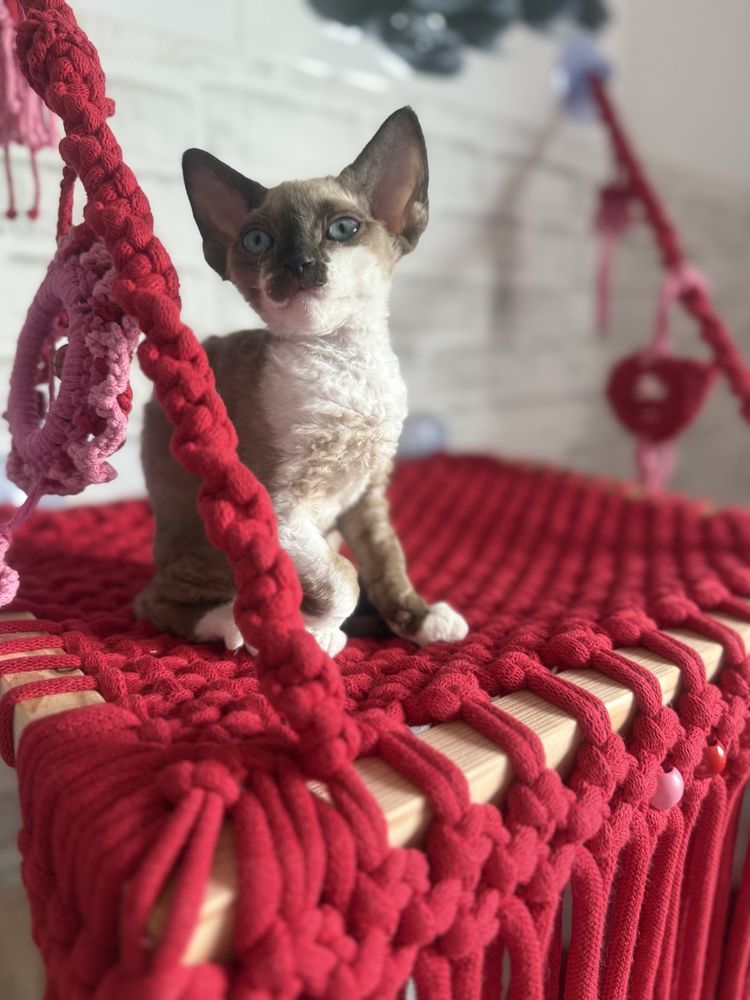 Kotka Devon Rex JELLY