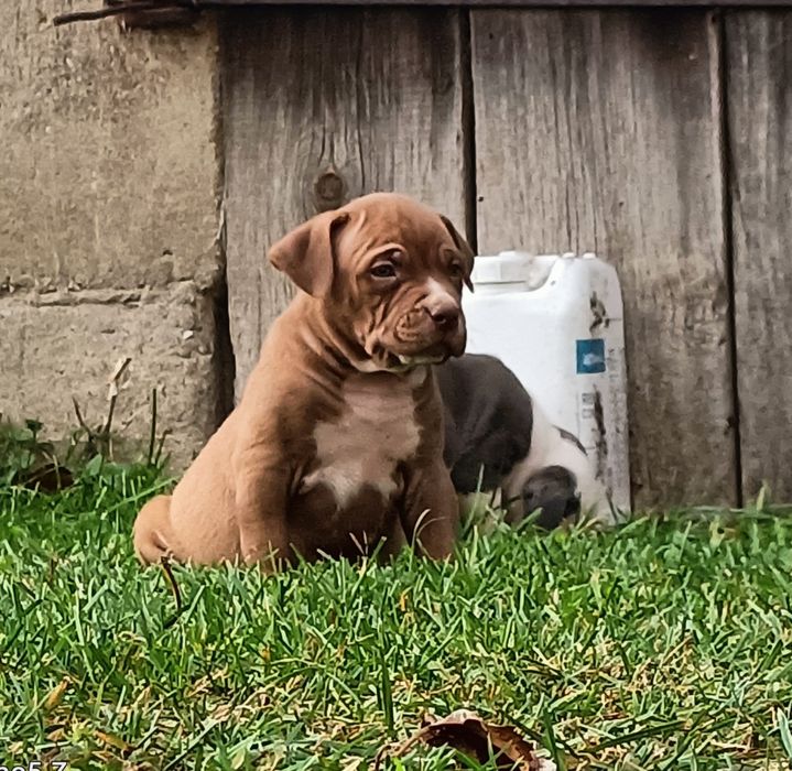 Szczeniaki bandog- cane corso dog argentyński mastino amstaff